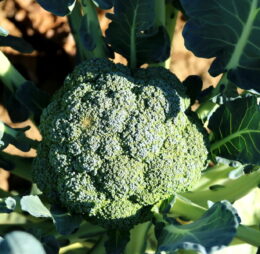 Brócoli (Uni)