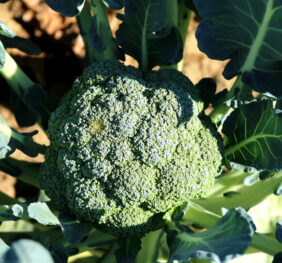 Brócoli (Uni)