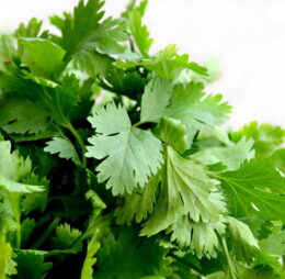 Cilantro fresco