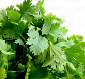 Cilantro fresco
