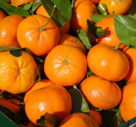 Clementina (1 KG)