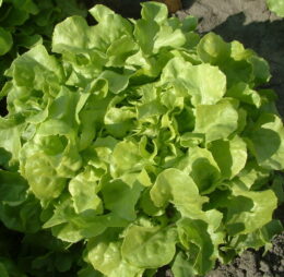 Lechuga marina (Uni)