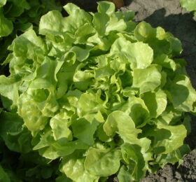 Lechuga marina (Uni)