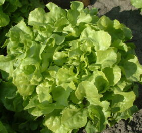Lechuga marina (Uni)