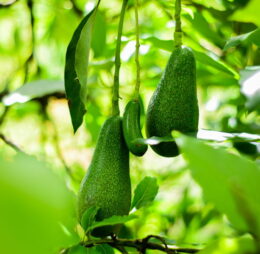 Palta California (1 KG)