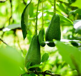 Palta California (1 KG)