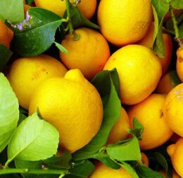Limón (1 KG)