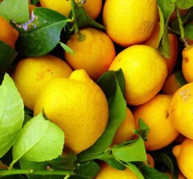 Limón (1 KG)